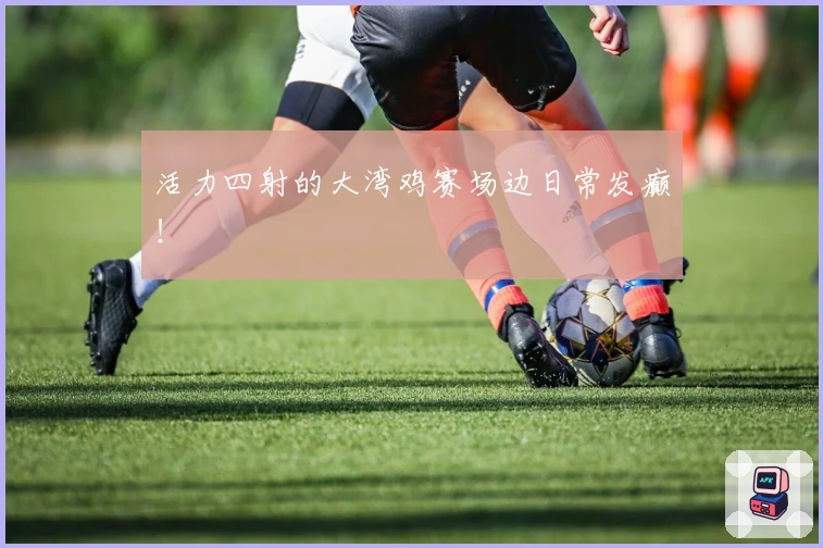 活力四射的大湾鸡赛场边日常发癫！